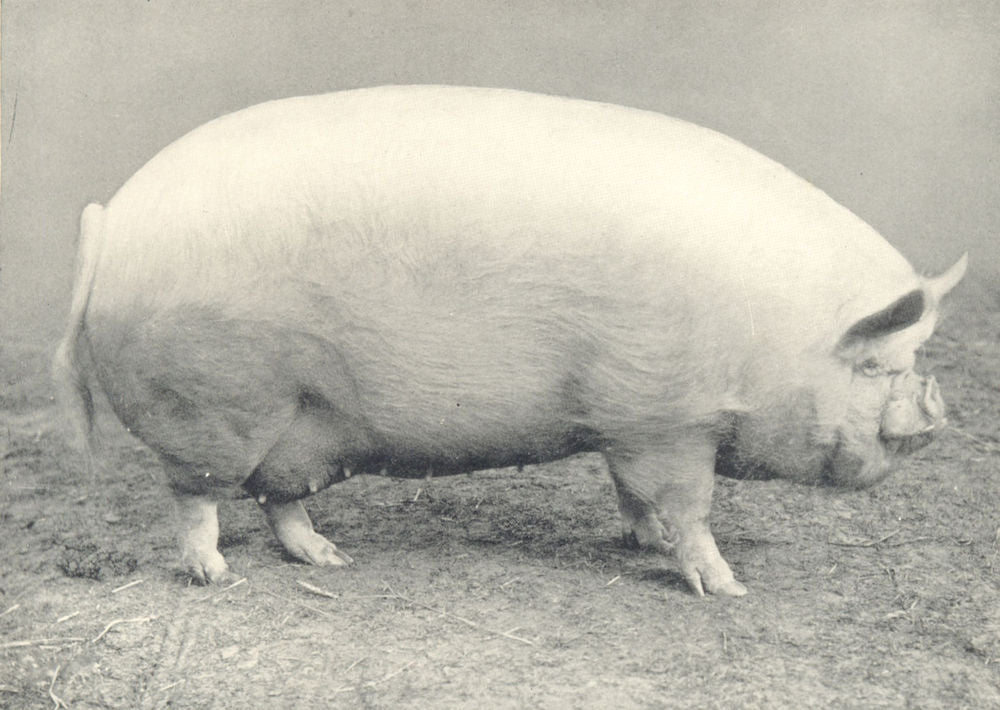 MIDDLE WHITE SOW.